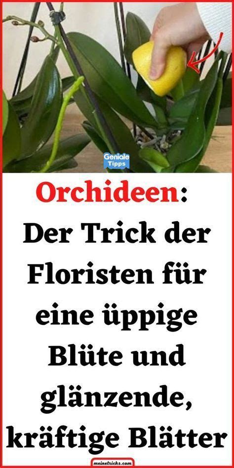 Orchideen Der Trick der Floristen für eine üppige Blüte und glänzende