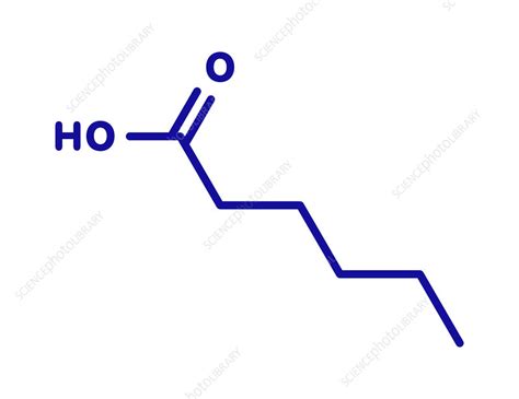 Caproic acid fatty acid molecule - Stock Image - C045/7277 - Science ...