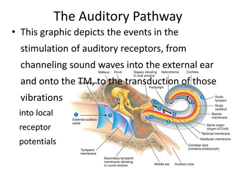 PPT - The Auditory Pathway PowerPoint Presentation, free download - ID ...