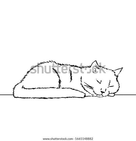 Sleeping Cat Line Drawing 4 139 Images Photos Et Images Vectorielles