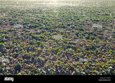 Young Canola Growing On A Field Stock Photo Alamy