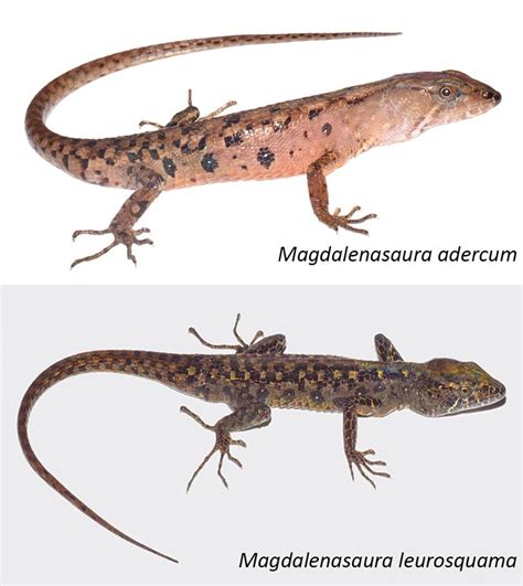 Species New To Science Herpetology • 2020 Magdalenasaura Adercum And M