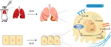 Alveolar Epithelium Diagram