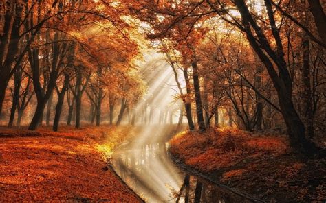 Sunlight Trees Landscape Forest Fall Leaves Nature Reflection