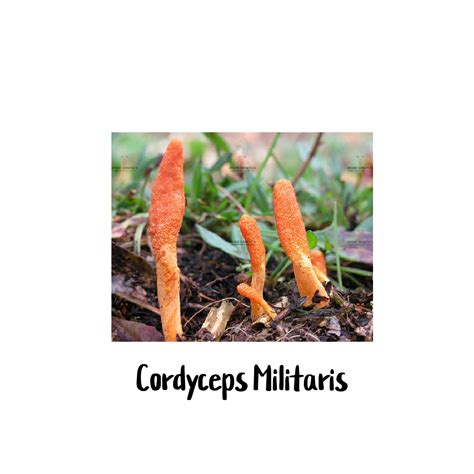 Cordyceps Militaris 10cc Liquid Culture Syringe