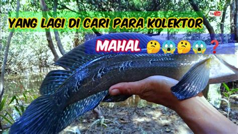 Mancing Ikan Di Pedalaman Kalimantan Barat YouTube