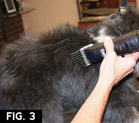 The Havanese Groomer To Groomer