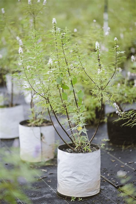 Vitex Vitex Agnus Castus 7 Gallon Midwest Propagation Nursery