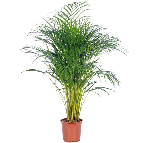 Goldfruchtpalme Areca Dypsis Lutescens Höhe ca 100 cm Topf Ø 21