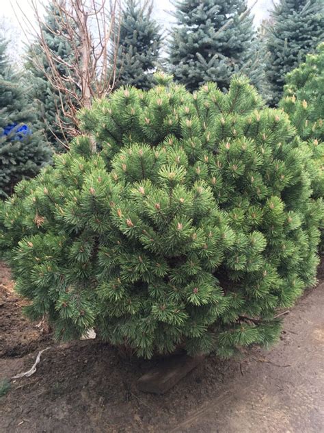 Сосна горная (Pinus mugo) - купить саженцы горной сосны по лучшей цене ...