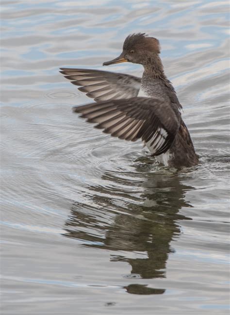 Hooded Mergansers Wings Over Skagit