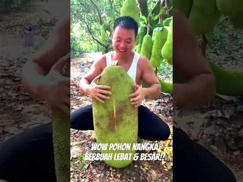 Pohon Nangka Berbuah Lebat Berkebun Nangka Buahnangka Pohonnangka