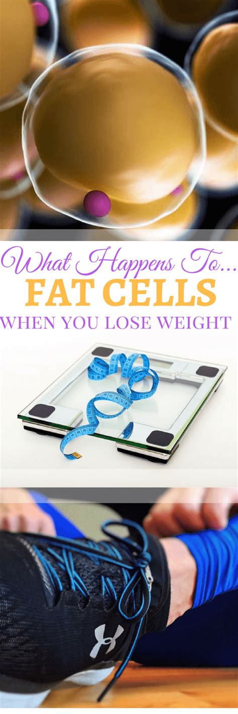 What Happens To Fat Cells When We Lose Weight Abbeys Kitchen