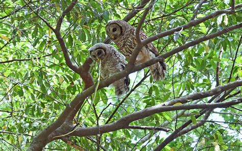 Dunedins Hammock Park Flickr