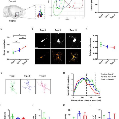 | Quantification of projection of VP neurons in the whole brain. (A ... 