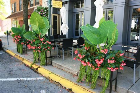 Tropical Grouping At Phoenicia Restaurant In Birmingham Mi Plants