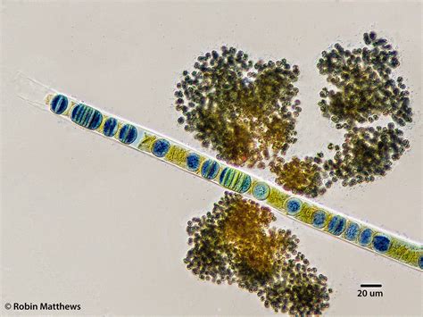 ./Cyanobacteria/Oscillatoriales/Oscillatoriaceae/Limnoraphis/birgei ... 