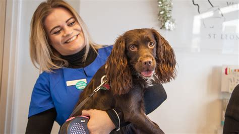 Vets In Hastings Affordable Hastings Vets 1066 Veterinary Centre