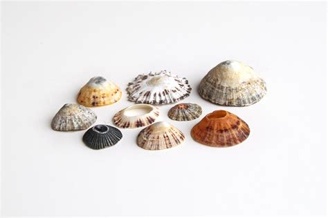 Limpet Shells Mary Jo Hoffman Mythical Sea Creatures Limpet Shell