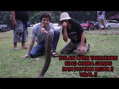 VIRAL DYLAN CARR Taklukkan ULAR KING COBRA GANAS Dan PITON JUMBO BTS