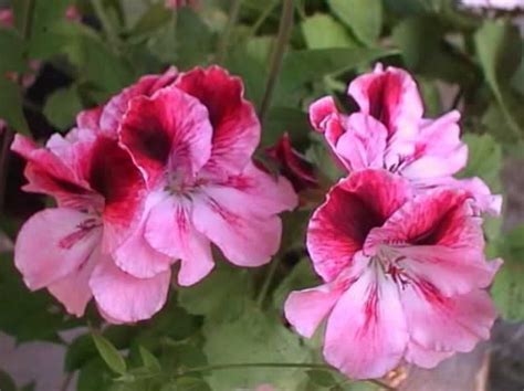 Geranium Plants How To Grow And Care For Geranium Plants Garden