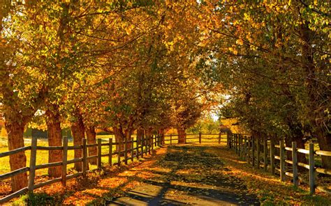 Path in the autumn HD desktop wallpaper : Widescreen : High Definition ...