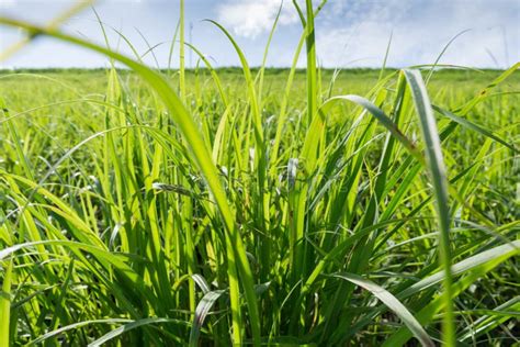 Wheatgrass Field Stock Photo Image Of Formal Backgrounds 53582952