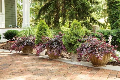 Filips Magic Moment Arborvitae Van Wilgens Garden Center