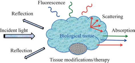 BioPhotonics: Cutting-Edge Technology and Emerging Applications – Education in Future Technologies