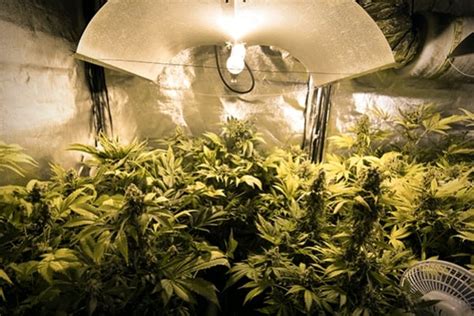 The Indoor Marijuana Grower's Guide To Artificial Lights - RQS Blog