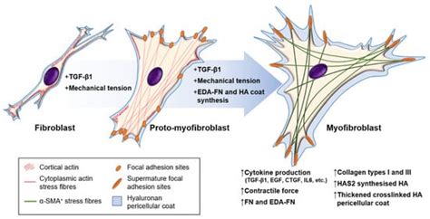 Biomolecules Free Full Text Myofibroblasts Function Formation