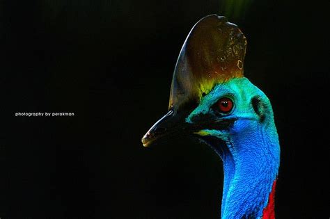 Kasawari Southern Cassowary Cassowary Nature Animals