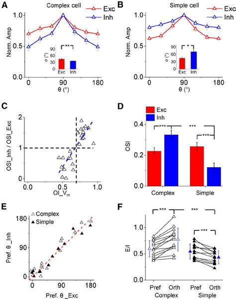 Differential Orientation Tuning Of Excitatory And Inhibitory Inputs In Download Scientific