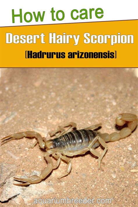 Desert Hairy Scorpion Hadrurus Arizonensis Detailed Guide Care