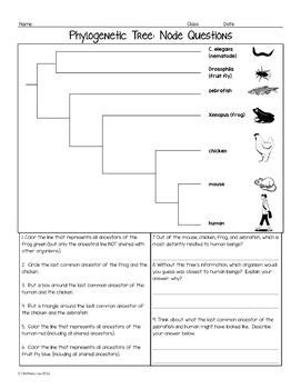 Phylogenetic Tree Practice Worksheet With Answers