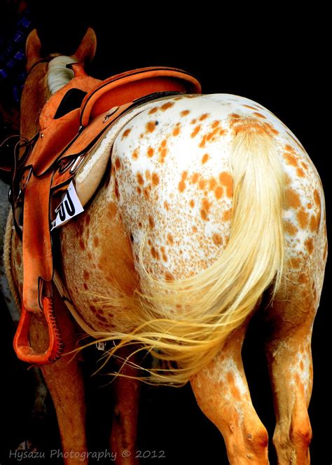 Pin On Horsemanship