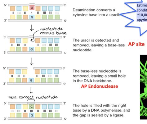 Dna Repair And Recombination Flashcards Quizlet