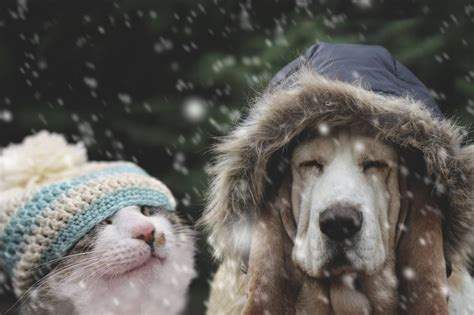 Cold Weather Advice For Pet Owners