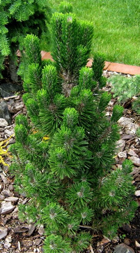 Pinus thunbergiana ' Kotobuki ' Dwarf Japanese Black Pine - Kigi Nursery