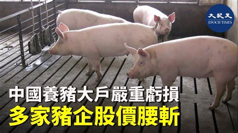 中國養豬大戶嚴重虧損 多家豬企股價腰斬｜大紀元時報 香港｜獨立敢言的良心媒體