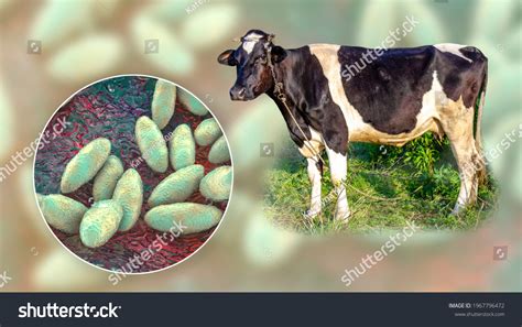 Brucellosis 3d Illustration Bacteria Brucella Photo Ilustrações Stock