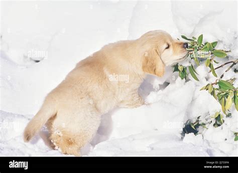 Golden Retriever puppy in snow Stock Photo - Alamy