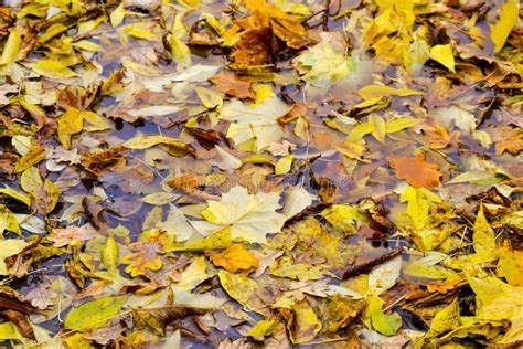 Fallen Maple And Oak Leaves Lie In A Puddle Rain Autumn Yellow