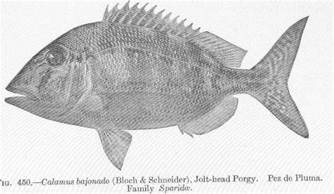 Jolthead Porgy Facts Diet Habitat And Pictures On Animaliabio