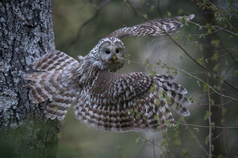 Nature photographer Aare Udras about studying wildlife and the process ...