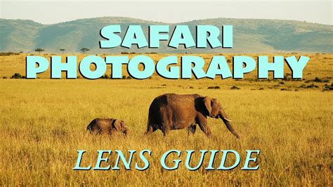 Safari Photography LENS GUIDE Choosing The Right Lenses For Your Next