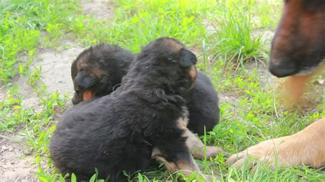 German shepherd with puppies play in green grass 13527924 Stock Video ...