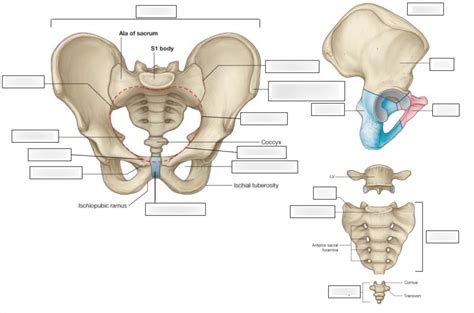 Diagram Of The Endocrine Glands And The Pelvis The Bony Pelvis Quizlet