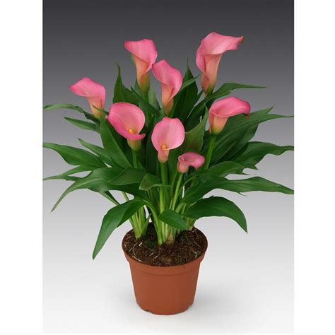 Калла Zantedeschia розовая D12 H40 купить в Санкт-Петербурге