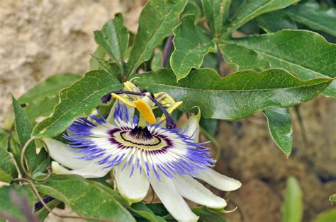 Passiflora Caerulea Bluecrown Passionflower Blue Passionflower Common Passionflower Flower